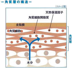 角質層の構造