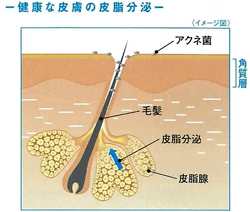 健康な皮膚の皮脂分泌