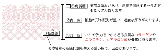 理想的な肌