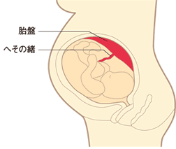 胎盤、へその緒
