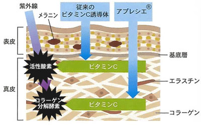 高速浸透型ビタミンＣ誘導体APPS
