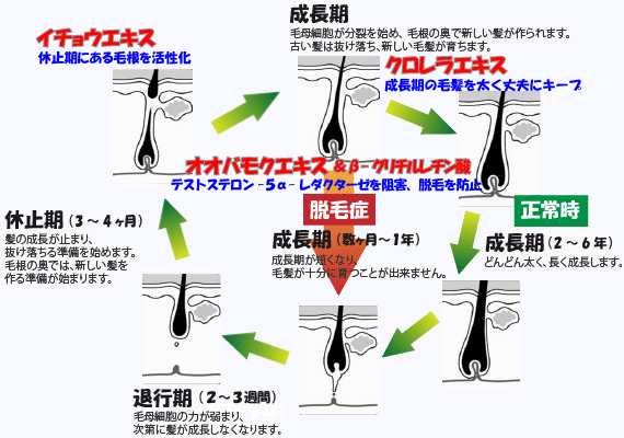 育毛のサイクル