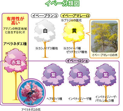 イペー分類図