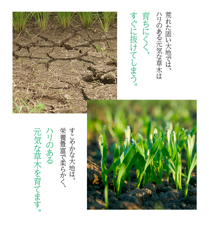 健やかな大地が元気な草木を育てます