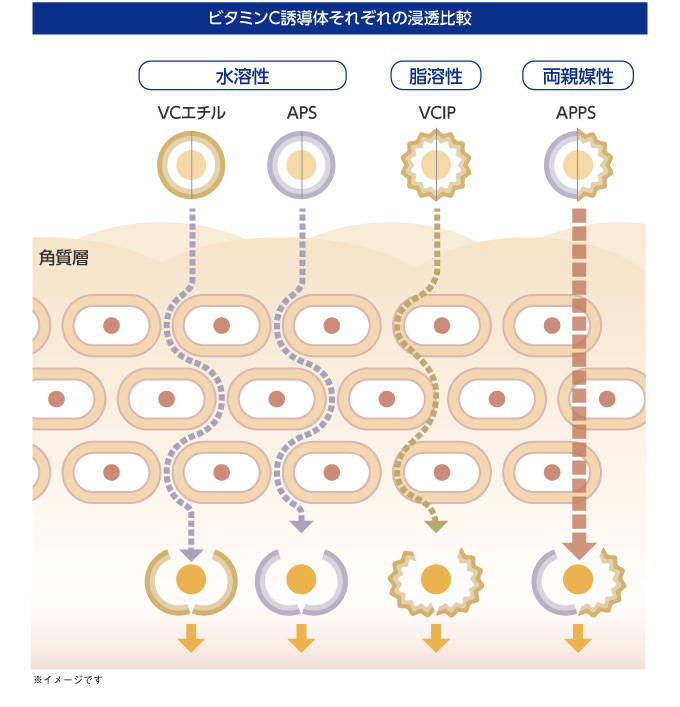 ビタミンC誘導体それぞれの浸透比較