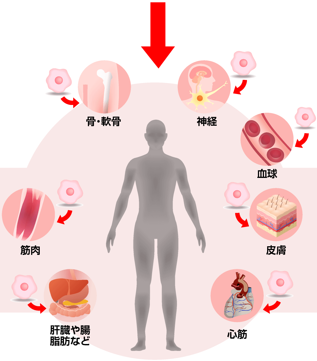 分化誘導多分化能