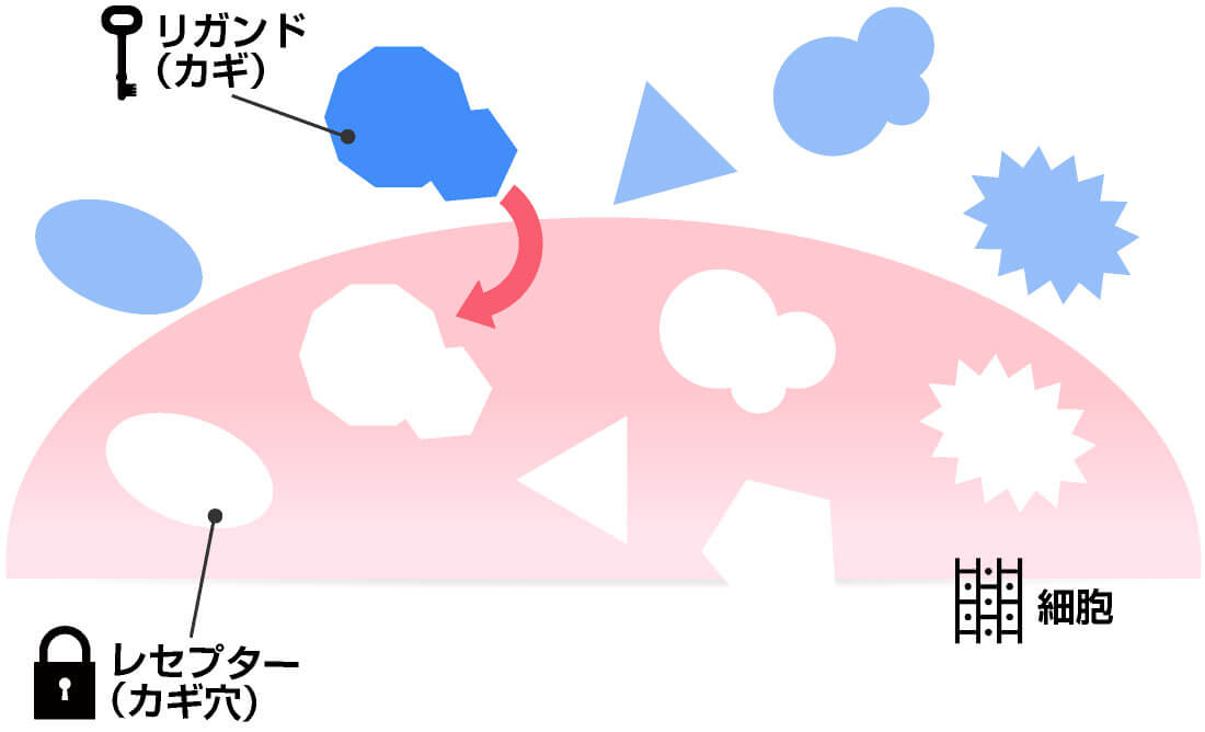 カギとカギ穴のような関係